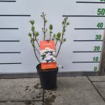 Hortenzia stromčekovitá (Hydrangea arborescens) 'FlowerWOW®' First Edition® - výška 30-40 cm, kont. C3L/P19 - OBROVSKÉ KVETY